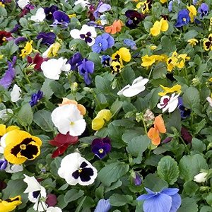Winter Bedding Plants Available