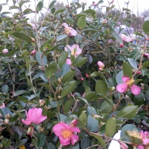 climbing roses