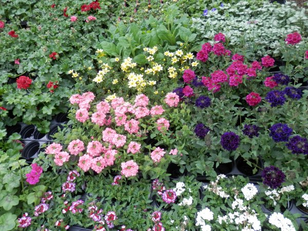 Summer Bedding Plants 