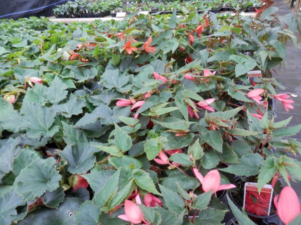 Summer Bedding Plants 