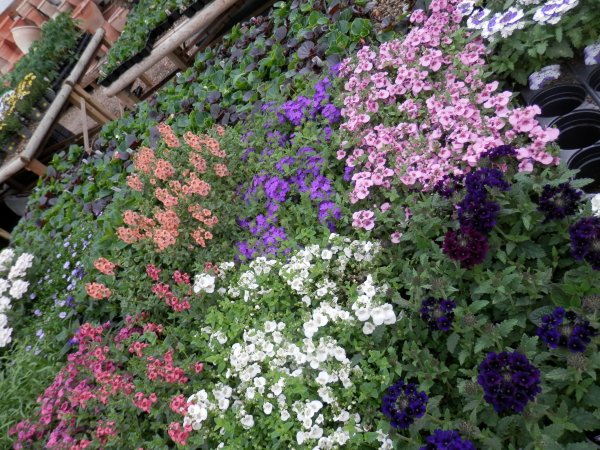 Summer Bedding Plants