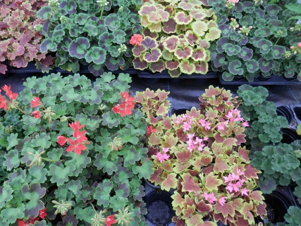 Summer Bedding Plants