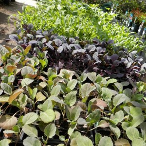 Vegetable plants 