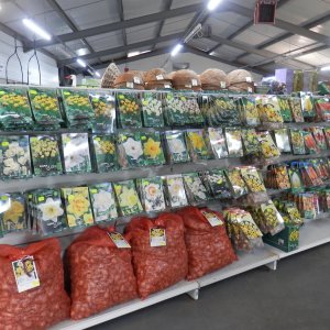 Spring Bulbs-now in stock
