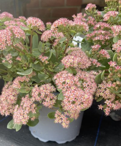 Sedums flowering in September