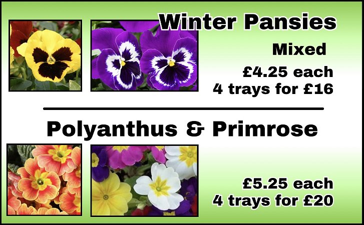 Winter Pansies