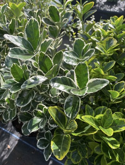 Two varieties of variegated euonymus