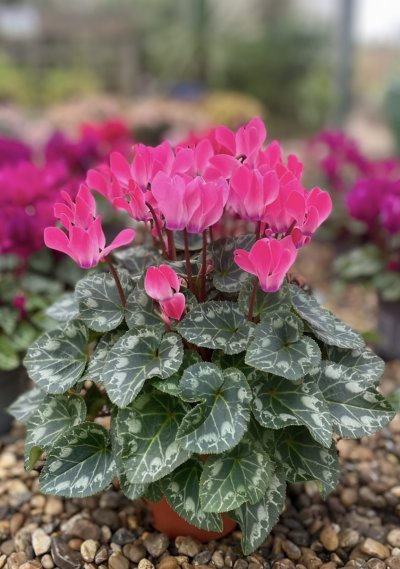 Cyclamen