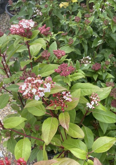 Fragrant winter viburnums