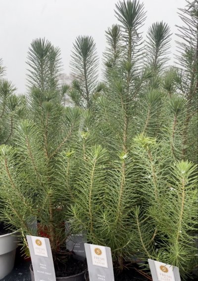 Pinus picea 'Silver Crest'