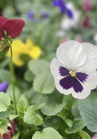 Pansies' unfailing winter colour