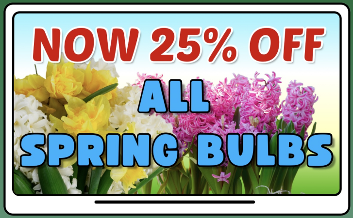 25% off Spring bulbs