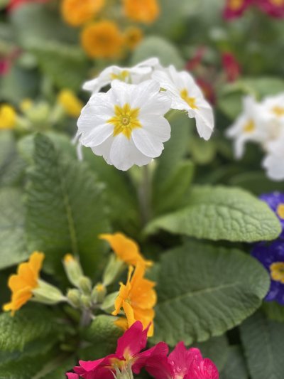 Colourful spring bedding, plant them in groups to make an impact