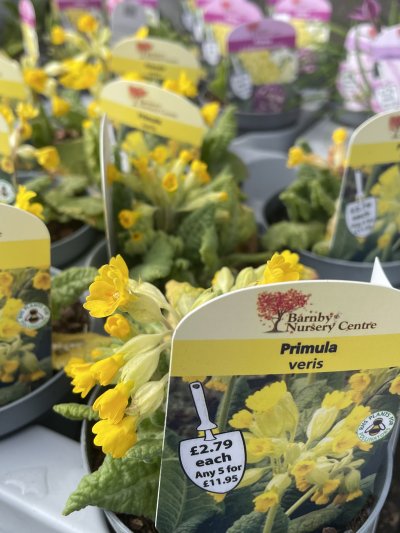 Cowslips are one of the best known spring flowers