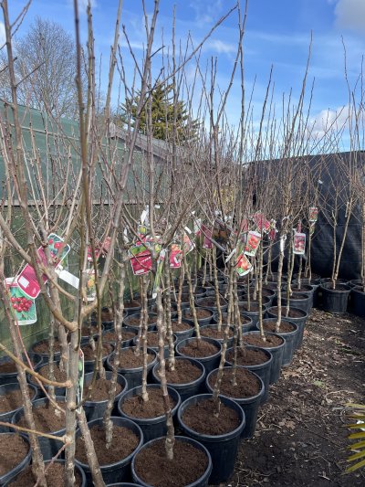 Early spring is the best time to plant a fruit tree