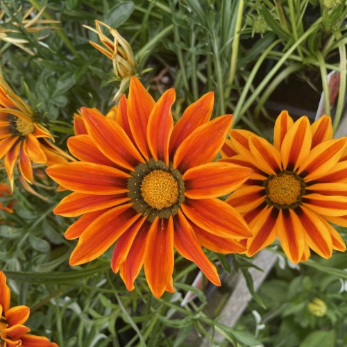Bulk out your flower beds