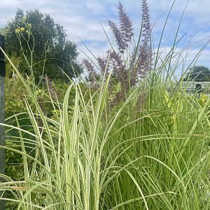 Feathery Grasses