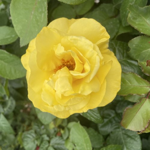 Feed bedding plants and roses