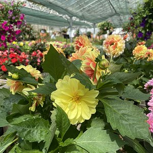 Go Green with House plants