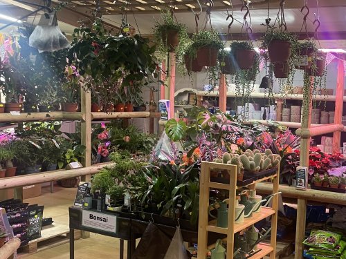 House Plants 1