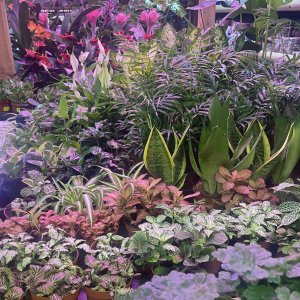 House Plants