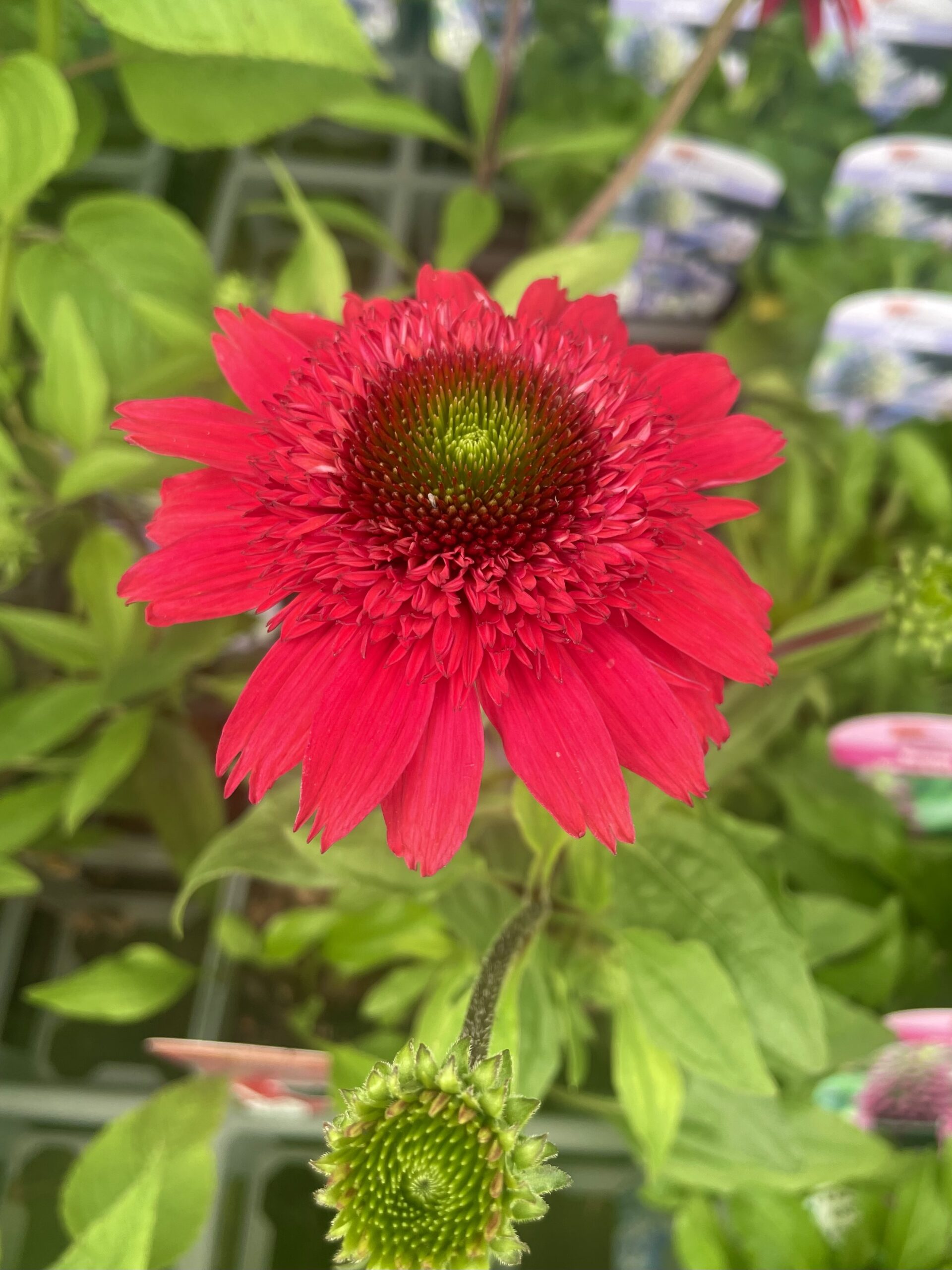 Prairie Garden 2