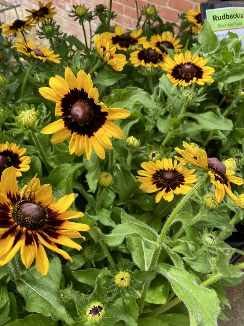 Prairie Garden 3