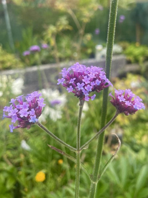 Prairie Garden 4