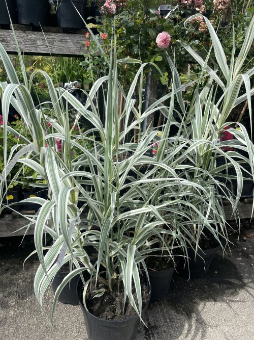 Prairie Garden 5