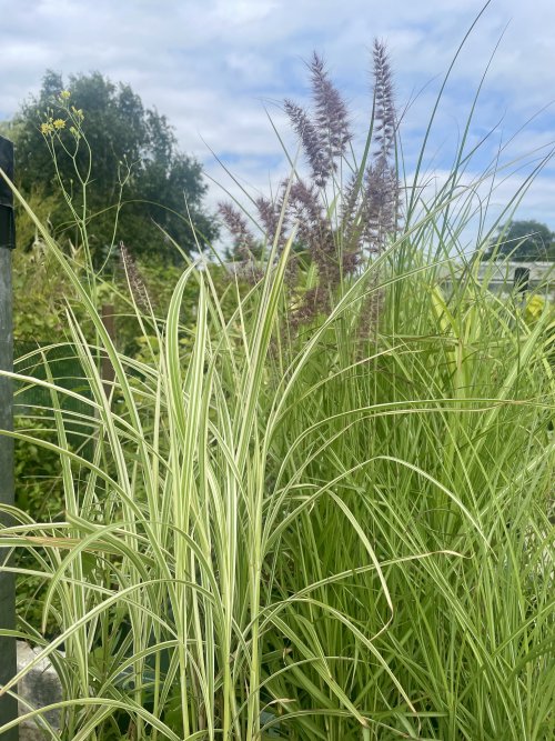 Prairie Garden 6