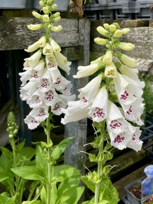 Summer Flowers