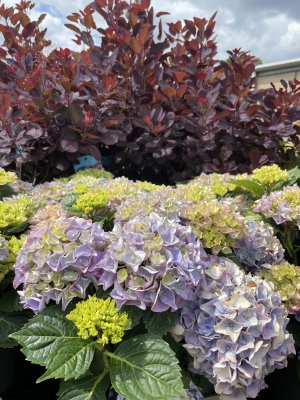 Summer Flowers