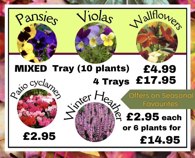 Seasonal Greenhouse offer