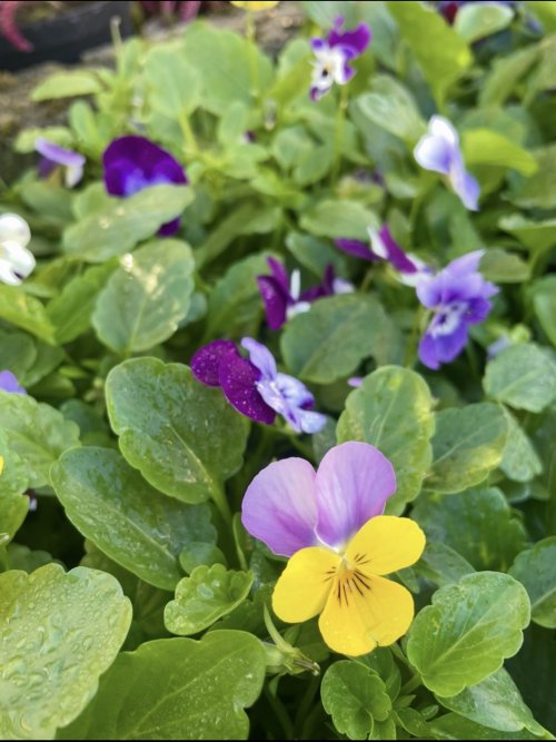 Autumn Gardening