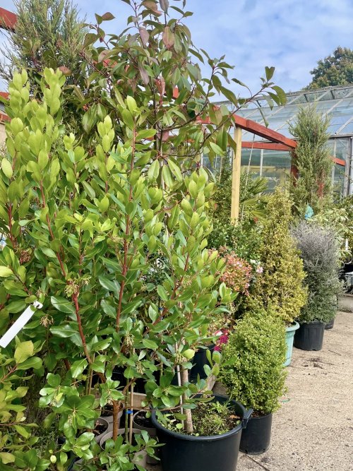 Autumn Gardening