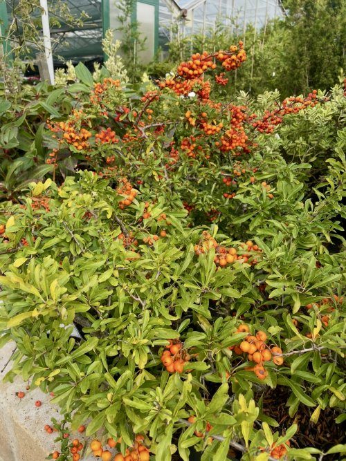 Autumn Gardening