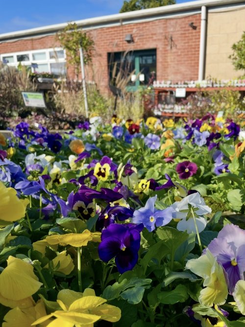 Autumn Gardening