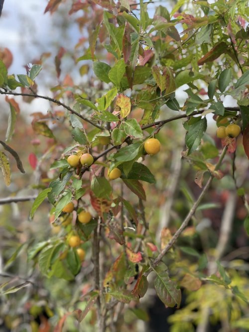 Autumn Gardening