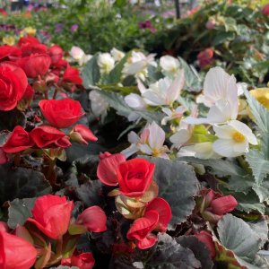 Bedding begonia