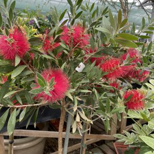 Callistemon