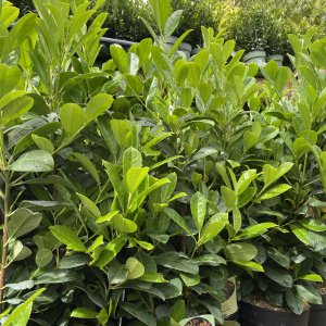 Cherry Laurel Etna