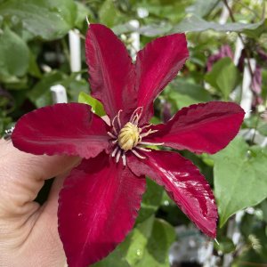 Clematis