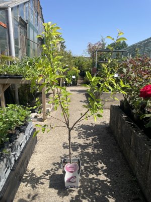 Container Dwarf Apple Tree