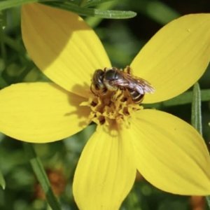 Coreopsis Bee