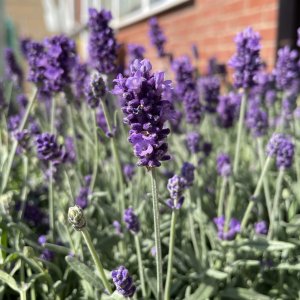 English Lavender