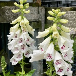 Foxglove