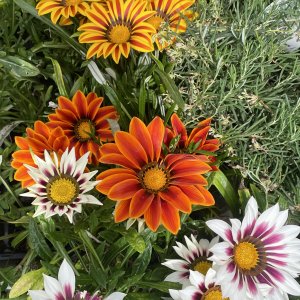 Gazania