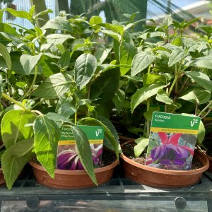 Giant Fuchsia