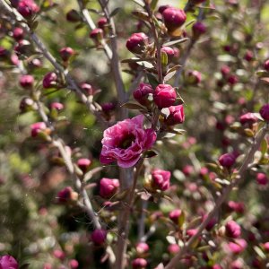 Leptospermum
