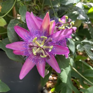 Passiflora